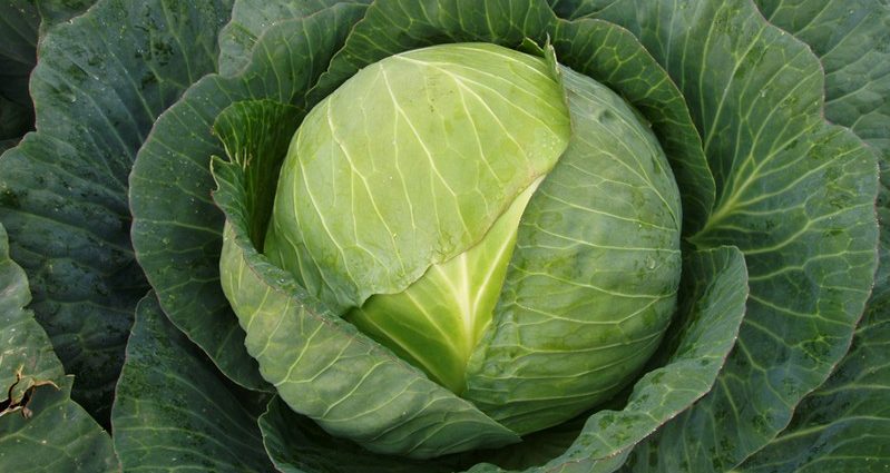 Cabbage variety Centurion