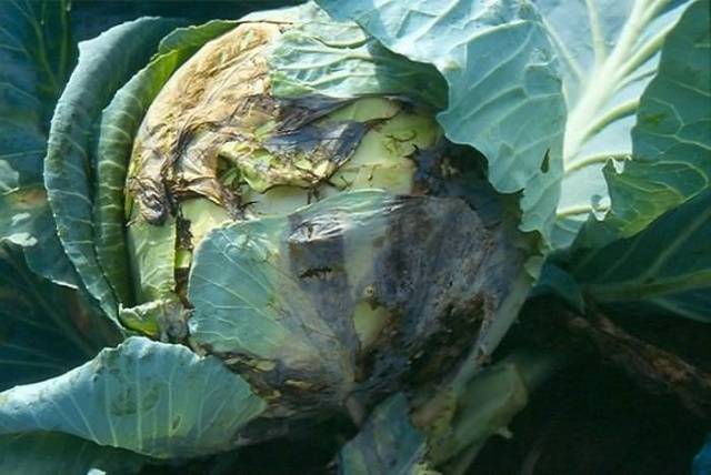 Cabbage variety Centurion