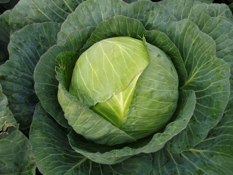 Cabbage variety Centurion