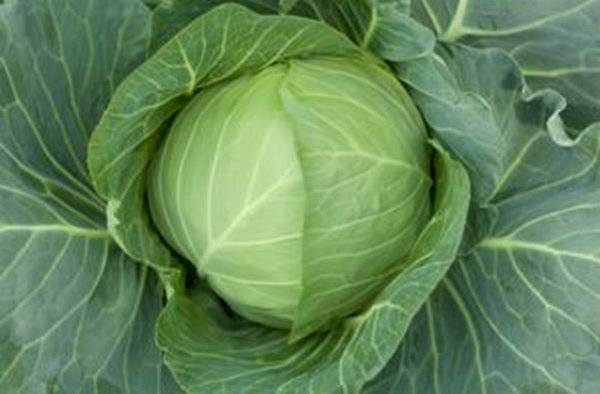 Cabbage variety Gift