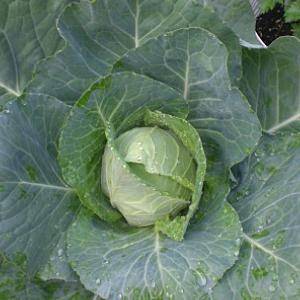 Cabbage variety Gift