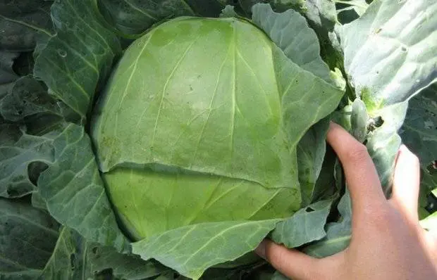 Cabbage variety Gift