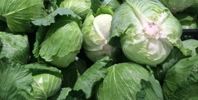 Cabbage variety Gift