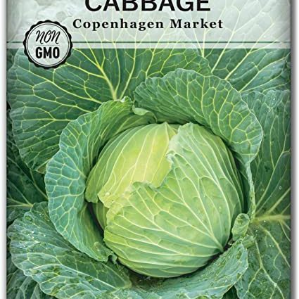 Cabbage variety Gift