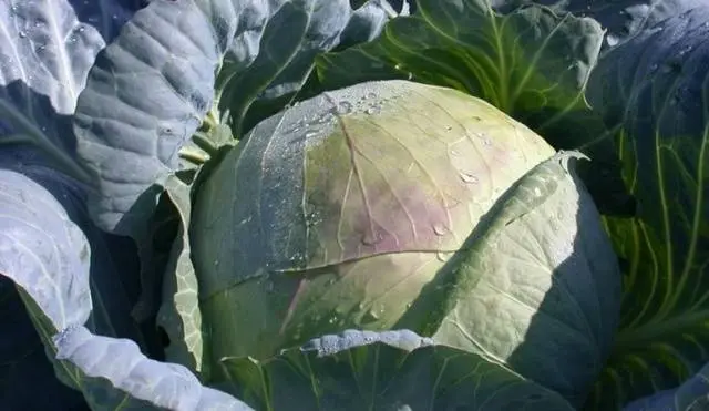 Cabbage variety Gift