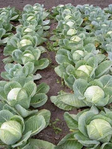 Cabbage variety Gift