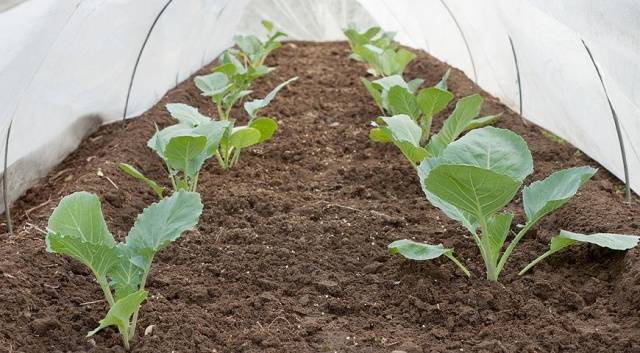 Cabbage variety Gift