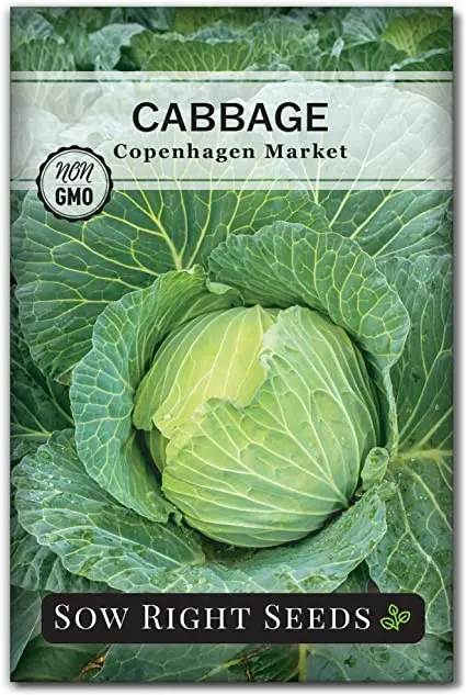 Cabbage variety Gift