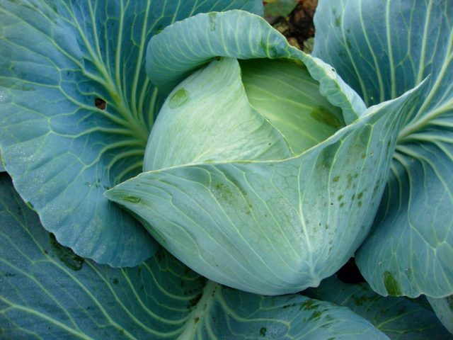 Cabbage variety Prestige: description, planting and care, reviews, photos