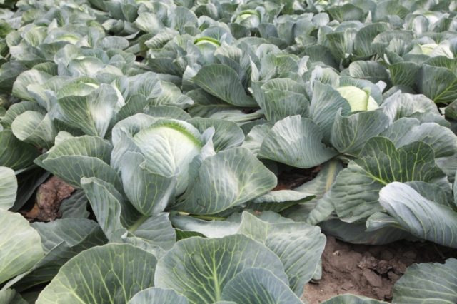 Cabbage variety Prestige: description, planting and care, reviews, photos