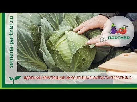 Cabbage variety Prestige: description, planting and care, reviews, photos