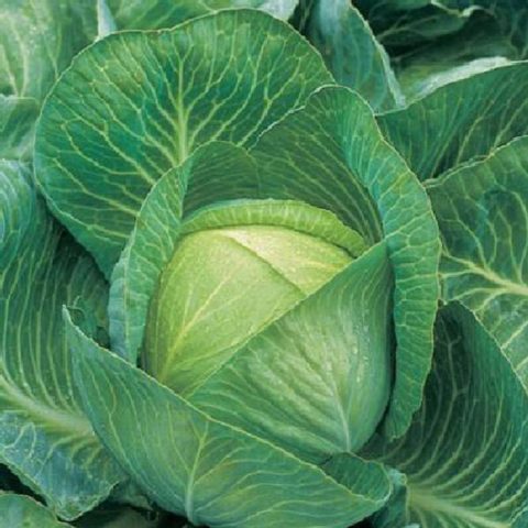 Cabbage variety Quilaton: reviews, description, planting and care