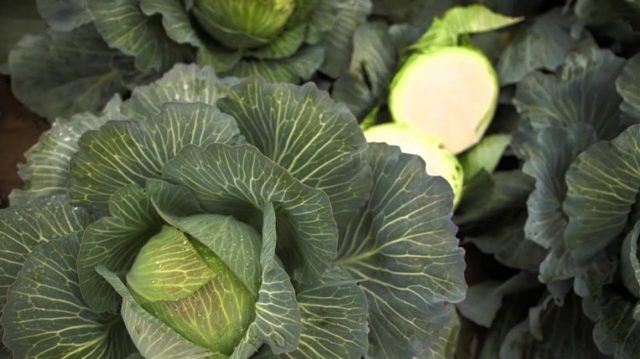 Cabbage variety Quilaton: reviews, description, planting and care