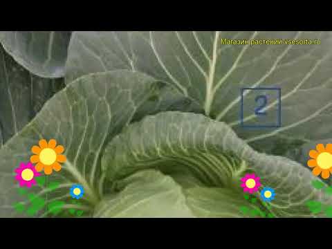 Cabbage variety Quilaton: reviews, description, planting and care