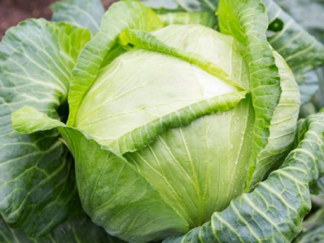 Cabbage variety Quilaton: reviews, description, planting and care