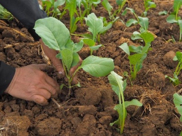 Cabbage variety Quilaton: reviews, description, planting and care