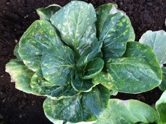 Cabbage variety Quilaton: reviews, description, planting and care