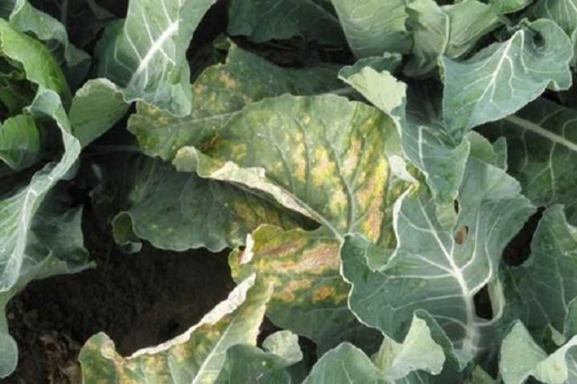 Cabbage variety Quilaton: reviews, description, planting and care