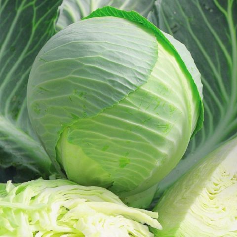 Cabbage variety Quilaton: reviews, description, planting and care