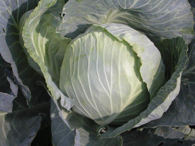 Cabbage variety Vestri F1: reviews, description, characteristics