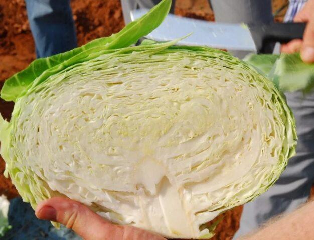 Cabbage variety Vestri F1: reviews, description, characteristics