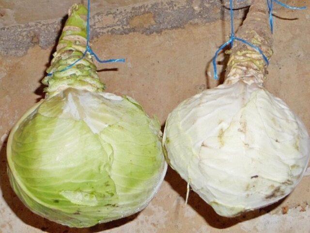 Cabbage variety Vestri F1: reviews, description, characteristics