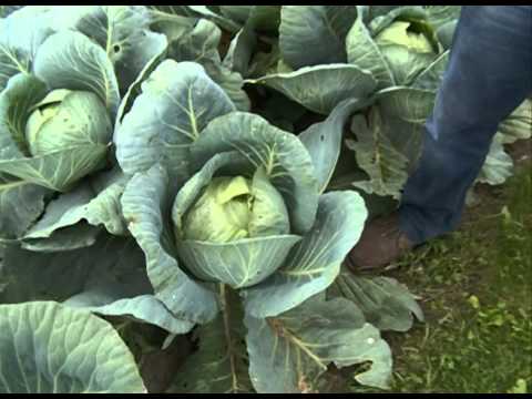 Cabbage variety Vestri F1: reviews, description, characteristics