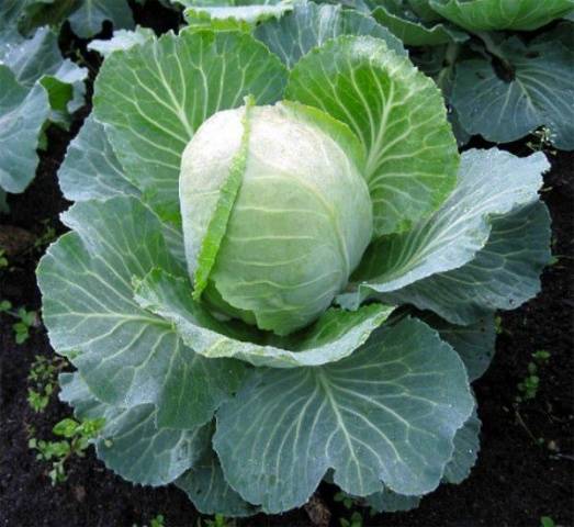 Cabbage Wintering 1474