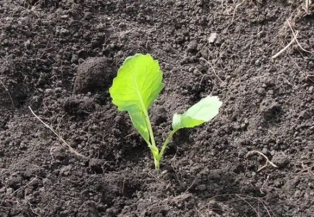 Cabbage Wintering 1474