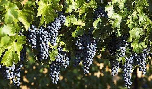 Cabernet Sauvignon grapes