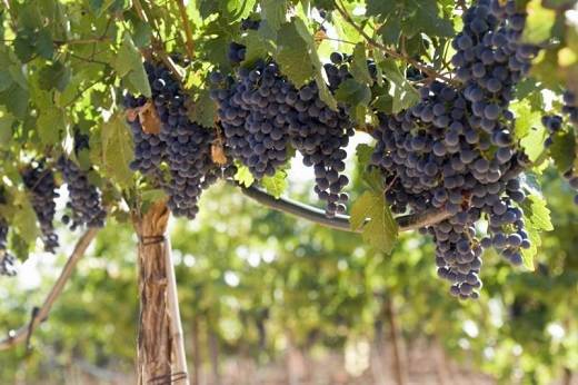 Cabernet Sauvignon grapes