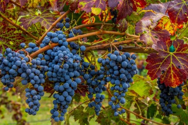 Cabernet Sauvignon grapes