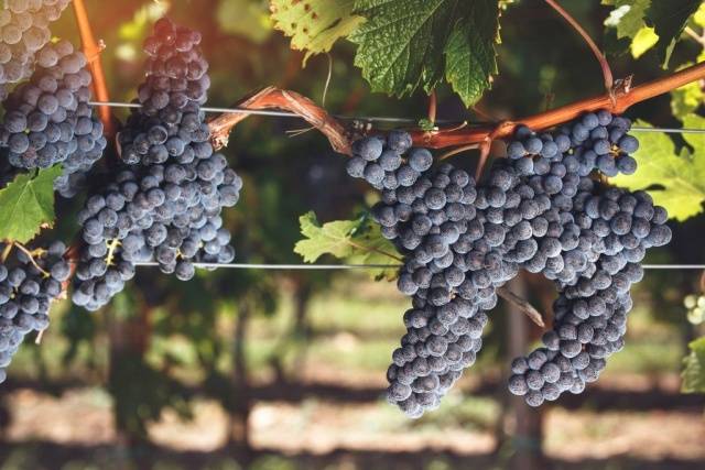 Cabernet Sauvignon grapes