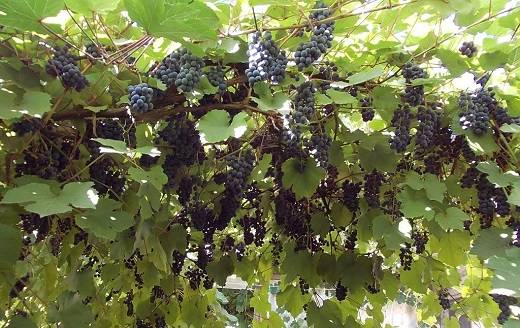 Cabernet Sauvignon grapes