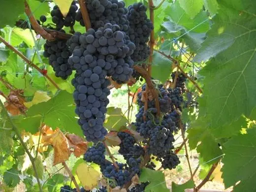 Cabernet Sauvignon grapes