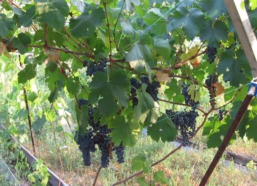 Cabernet Sauvignon grapes