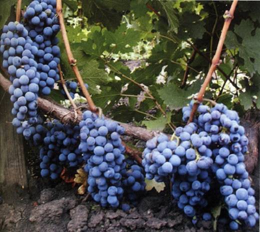 Cabernet Sauvignon grapes