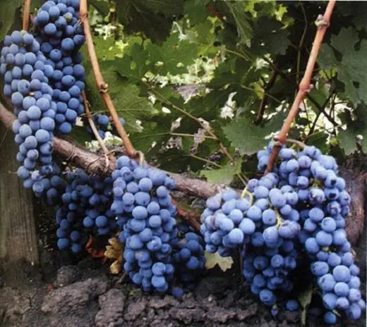 Cabernet Sauvignon grapes