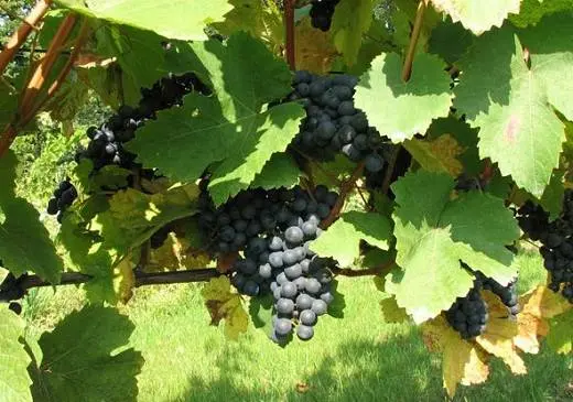 Cabernet Sauvignon grapes