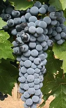 Cabernet Sauvignon grapes