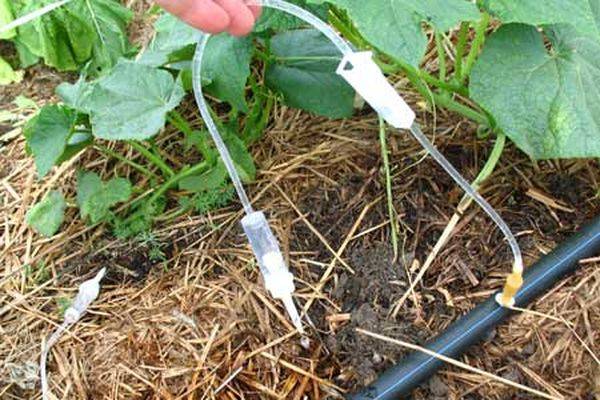 Cache-pot with automatic watering