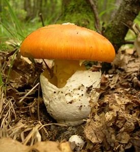 Caesar mushroom (Amanita caesarea) photo and description