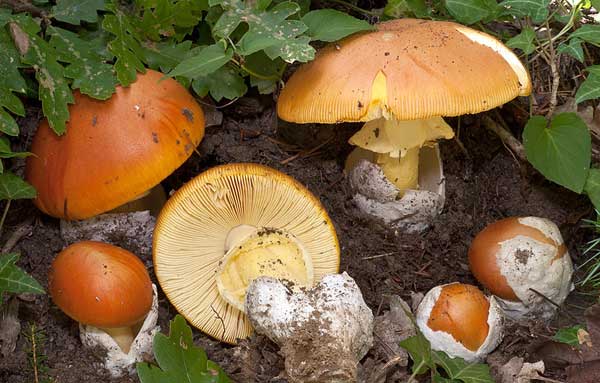 Caesar mushroom (Caesar mushroom, Caesars fly agaric, Caesar fly agaric, egg): photo and description, how to cook, cooking recipes