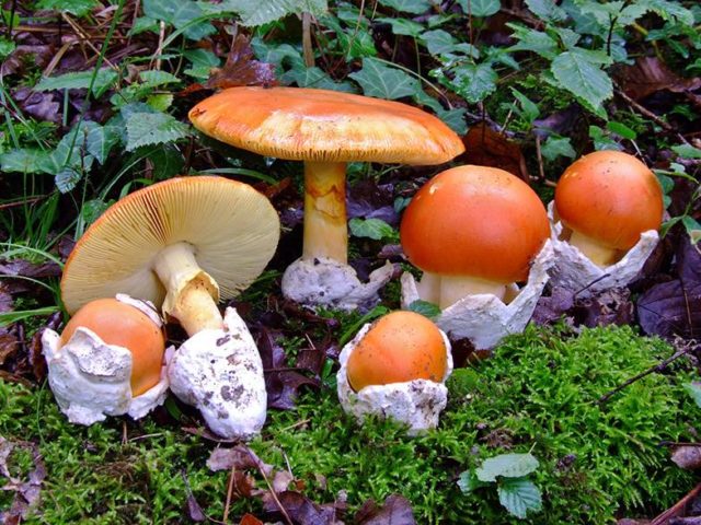 Caesar mushroom (Caesar mushroom, Caesars fly agaric, Caesar fly agaric, egg): photo and description, how to cook, cooking recipes