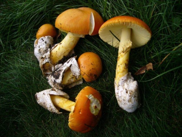 Caesar mushroom (Caesar mushroom, Caesars fly agaric, Caesar fly agaric, egg): photo and description, how to cook, cooking recipes