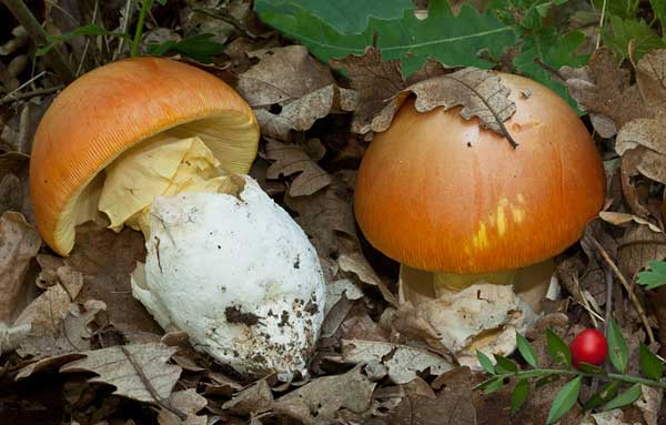 Caesar mushroom (Caesar mushroom, Caesars fly agaric, Caesar fly agaric, egg): photo and description, how to cook, cooking recipes