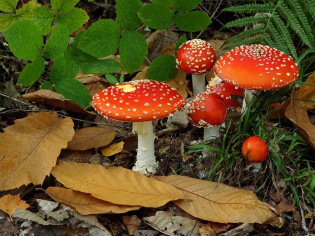 Caesar mushroom (Caesar mushroom, Caesars fly agaric, Caesar fly agaric, egg): photo and description, how to cook, cooking recipes