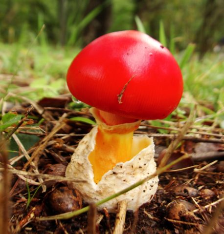 Caesar mushroom (Caesar mushroom, Caesars fly agaric, Caesar fly agaric, egg): photo and description, how to cook, cooking recipes