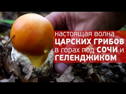 Caesar mushroom (Caesar mushroom, Caesars fly agaric, Caesar fly agaric, egg): photo and description, how to cook, cooking recipes