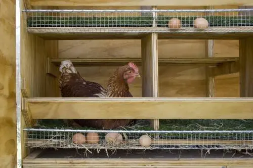 Cage dimensions for laying hens + drawings